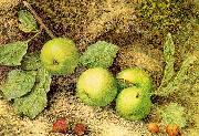 Still Life with Fruit and Fly